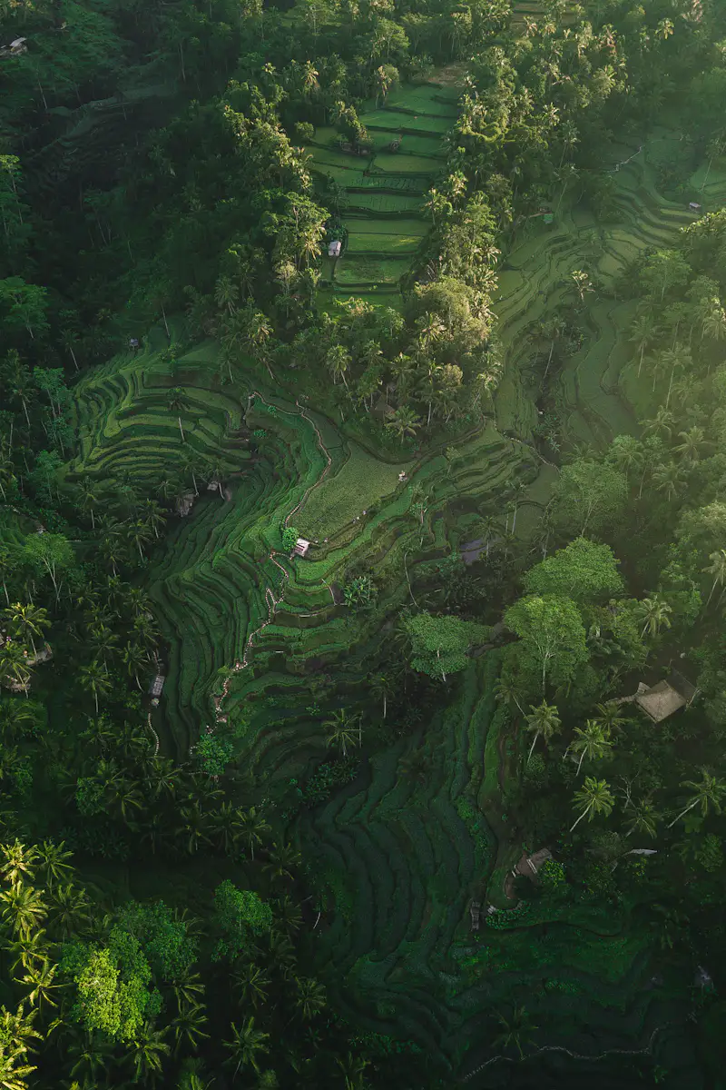 Rice terraces in Bali photographed from directly above